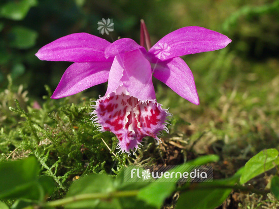 Pleione grex. 'Torillo' - Peacock orchid (101565)