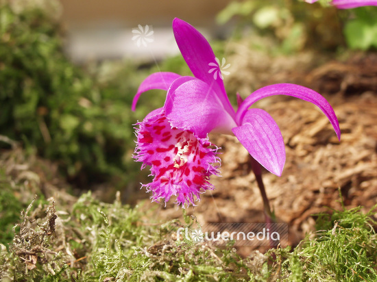 Pleione grex. 'Torillo' - Peacock orchid (101566)