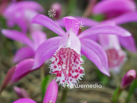 Pleione limprichtii - Peacock orchid (101577)
