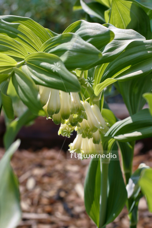 Polygonatum odoratum - Angular Solomon's seal (104425)