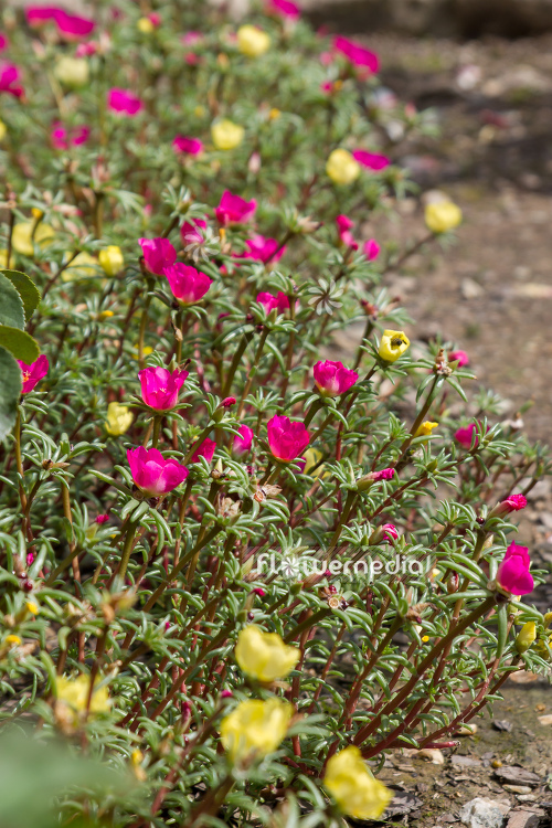 Portulaca grandiflora - Moss rose (111295)