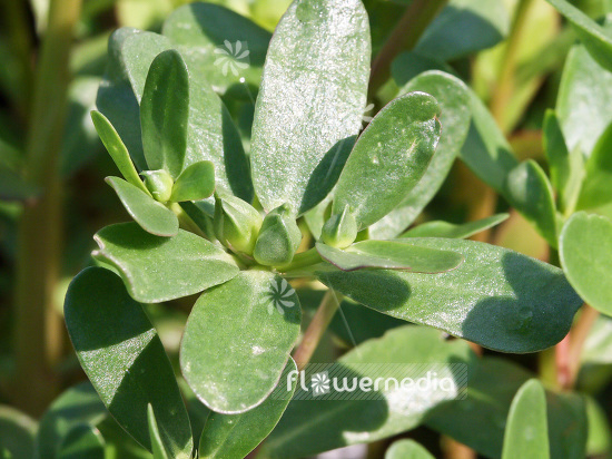 Portulaca oleracea - Purslane (110757)