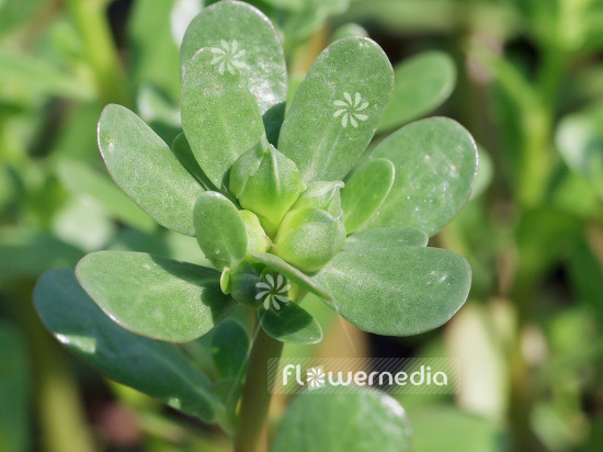 Portulaca oleracea - Purslane (110758)