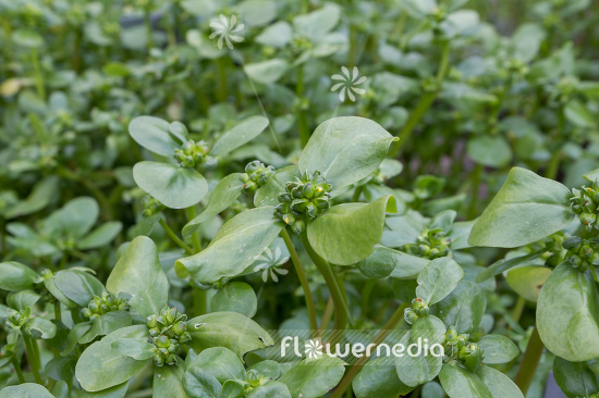 Portulaca oleracea - Purslane (111303)