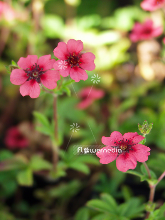 Potentilla nepalensis 'Shogran' - Cinquefoil (101588)