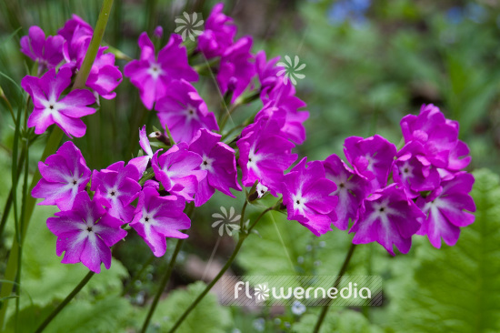 Primula sieboldii - Siebold primrose (101598)