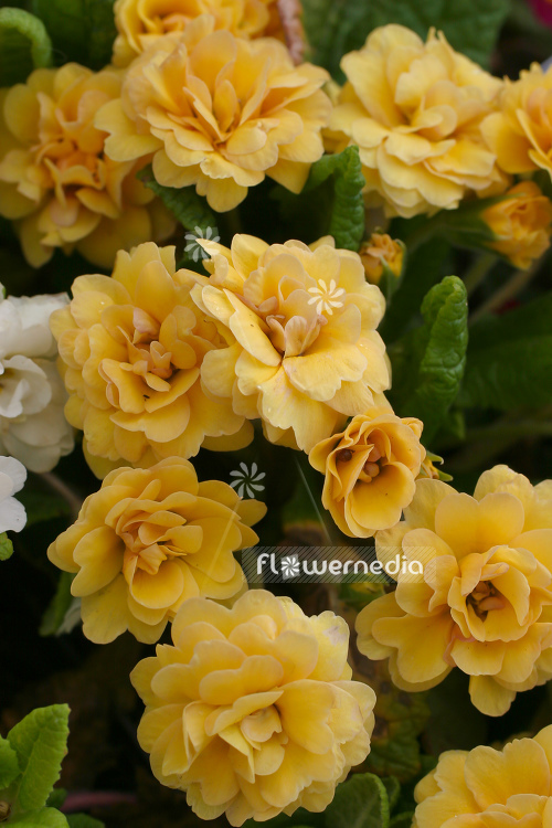 Primula 'Sunshine Susi' - Double-flowered primrose (104486)