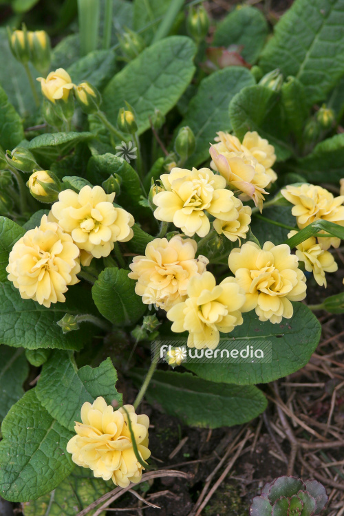 Primula 'Sunshine Susi' - Double-flowered primrose (104487)