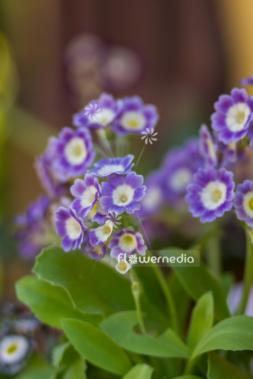 Primula x pubescens - Garden auricula (105563)