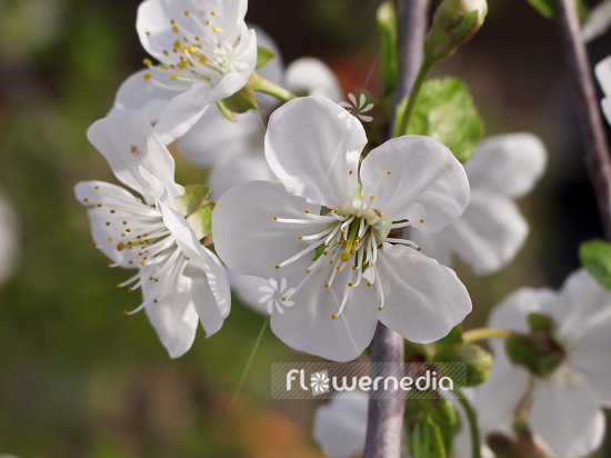 Prunus cerasus - Sour cherry (101603)