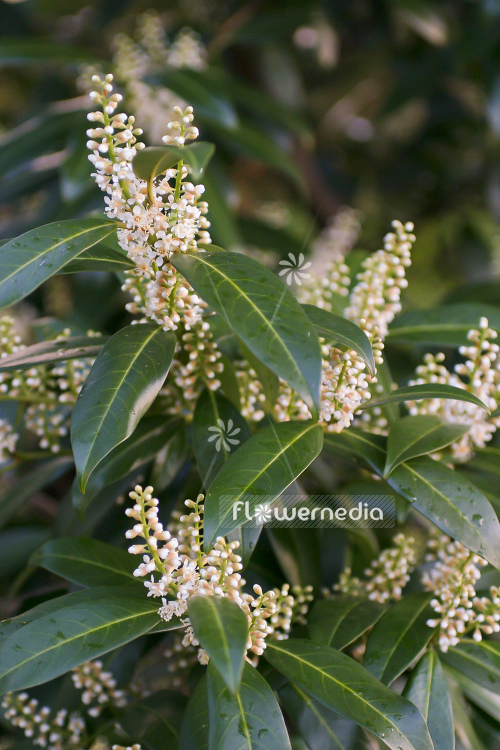 Prunus laurocerasus - Cherry laurel (104510)