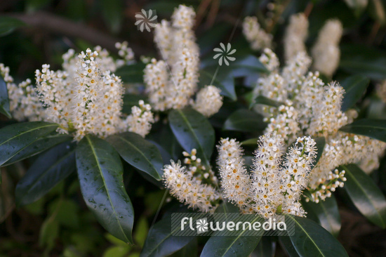 Prunus laurocerasus - Cherry laurel (104511)