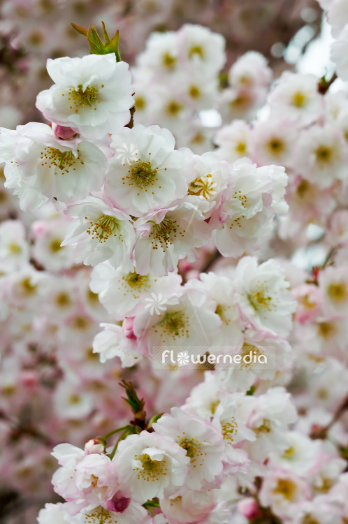 Prunus serrulata - Japanese cherry (105565)