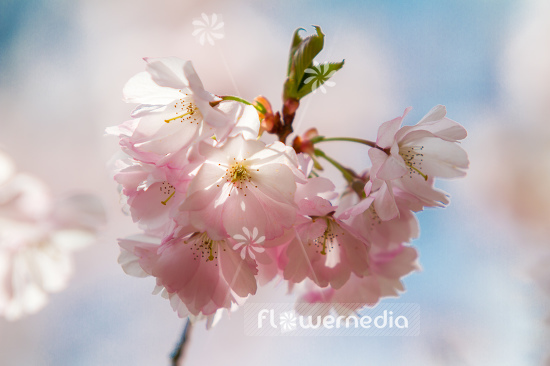 Prunus serrulata - Japanese cherry (105681)