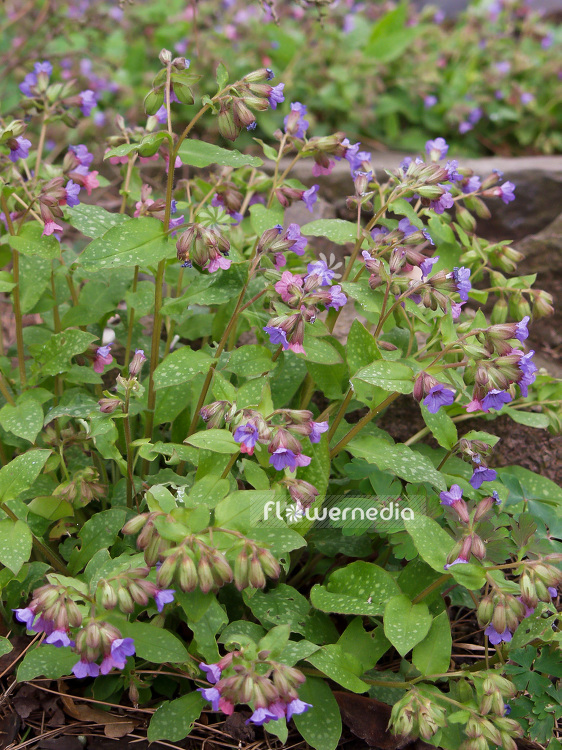Pulmonaria obscura - Unspotted lungwort (101622)