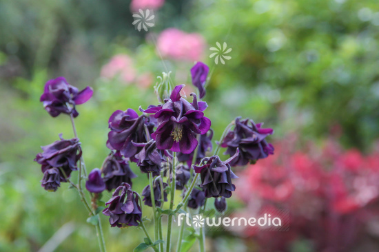 Purple flowering columbines (112563)