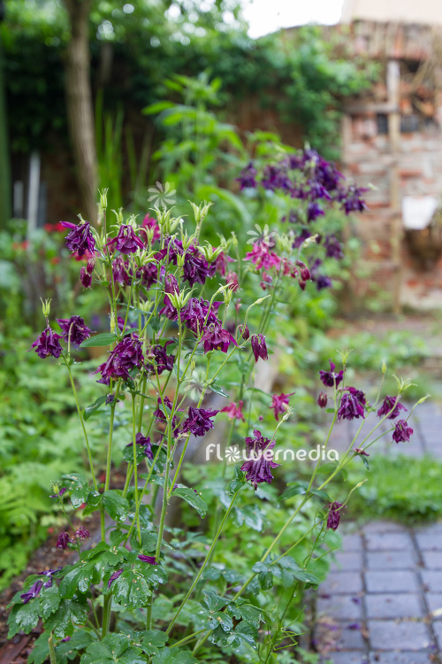 Purple flowering columbines (112727)