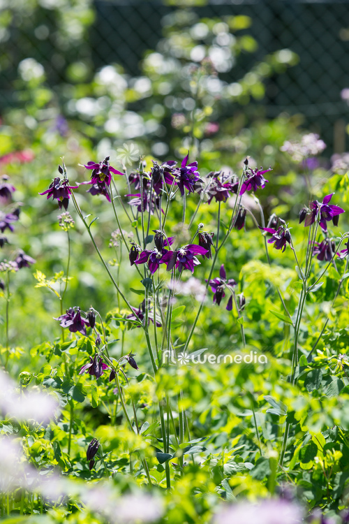 Purple flowering columbines (112776)