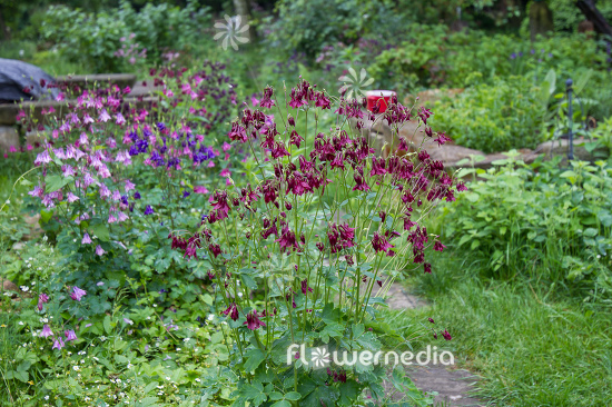 Red flowering columbines in garden (112735)