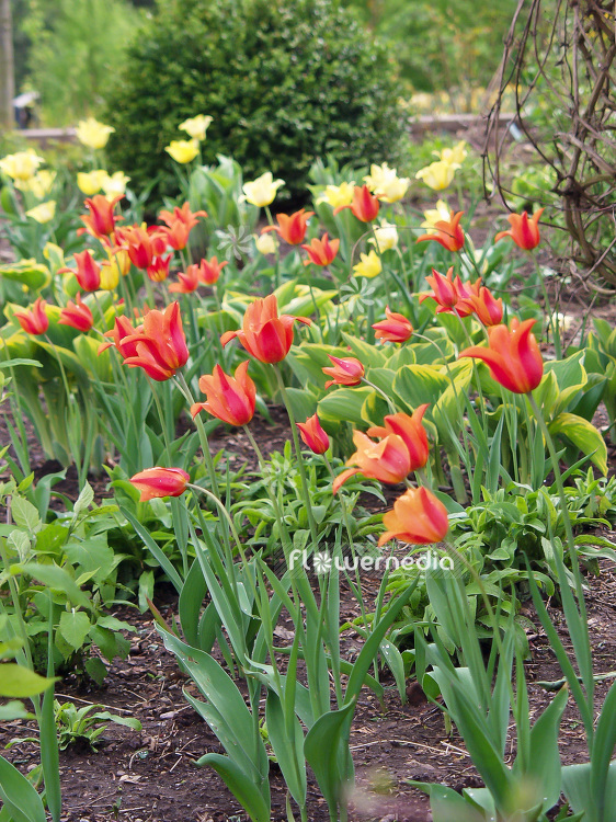 Red tulips in flower bed (106281)