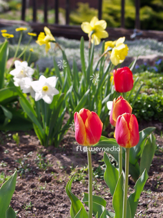 Red tulips in flower bed (106282)