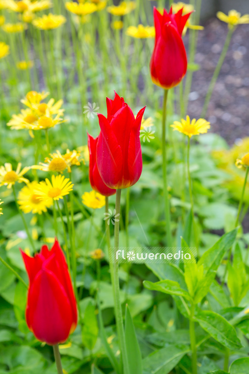 Red tulips in flower bed (106290)