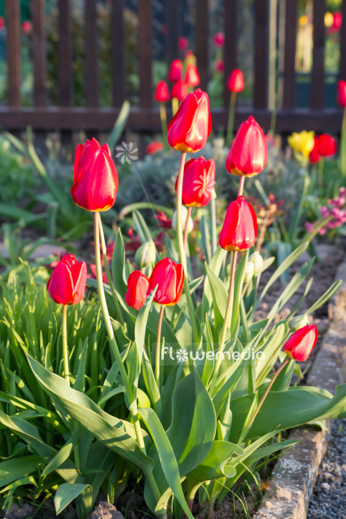 Red tulips in flower bed (106292)