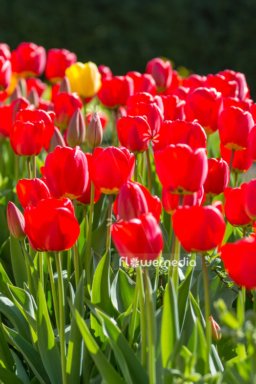 Red tulips in flower bed (106293)