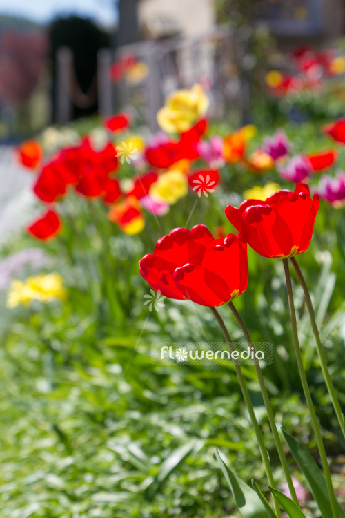 Red tulips in flower bed (106312)