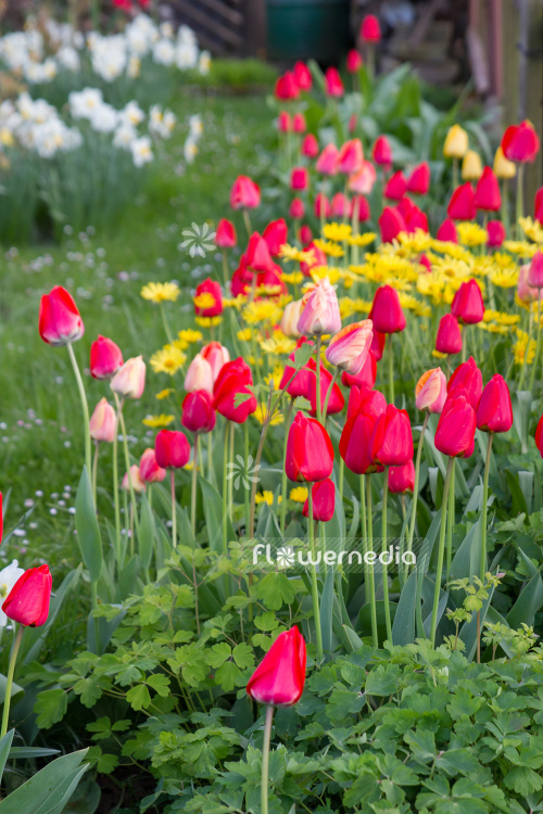 Red tulips in flower bed (106316)