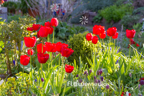 Red tulips in flower bed (106319)