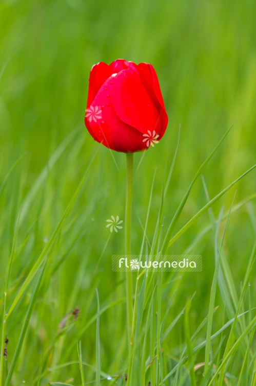 Red-flowered Tulip (106325)
