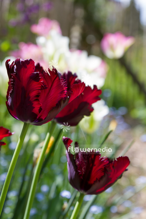 Red-flowered Tulips (106301)