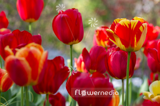 Red-flowered Tulips (106326)