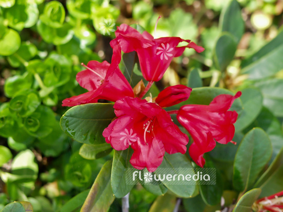 Rhododendron forrestii 'Rotkäppchen' - Rhododendron (101662)