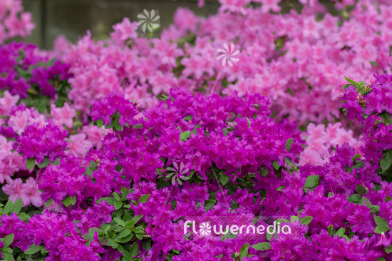 Rhododendron kiusianum 'Falkenstein' - Rhododendron (104587)