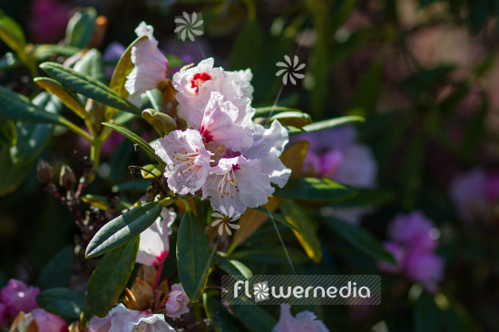 Rhododendron oreodoxa - Rhododendron (104589)