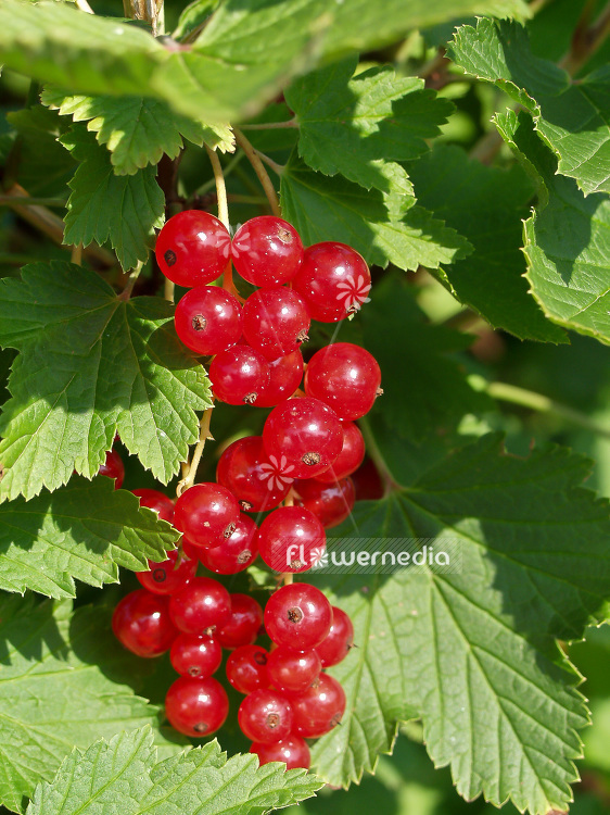 Ribes rubrum - Redcurrant (101668)