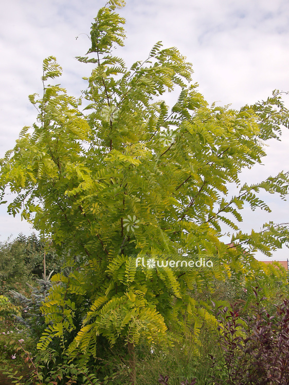 Robinia pseudoacacia 'Frisia' - False acacia (101672)