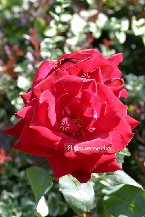 Rosa 'Adagio' - Rose (104612)