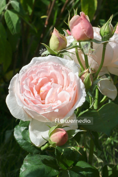 Rosa 'Chancer' - Rose (104615)