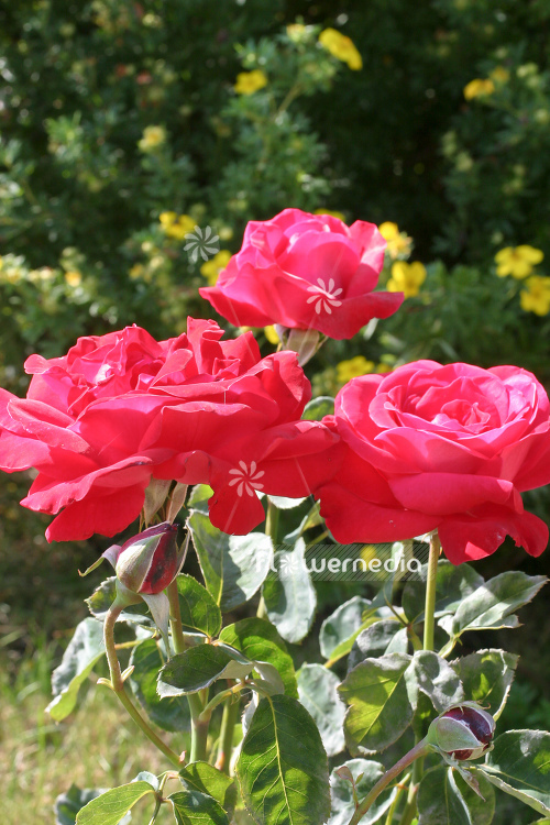 Rosa 'Dame de Coeur' - Rose (104616)