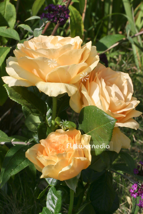 Rosa 'Golden Lady' - Rose (104617)