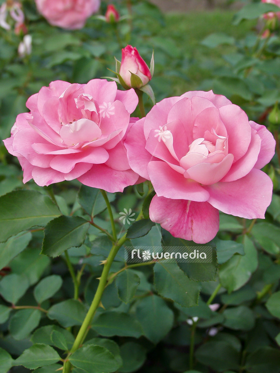 Rosa 'Mazurka' - Rambler rose (101717)