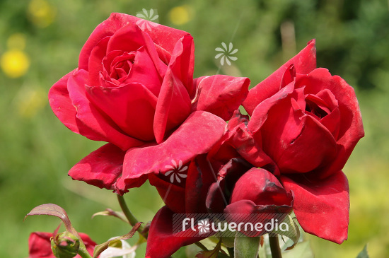 Rosa 'Meridian' - Rose (101718)