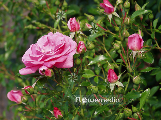 Rosa 'Palmengarten' - Rose (101724)