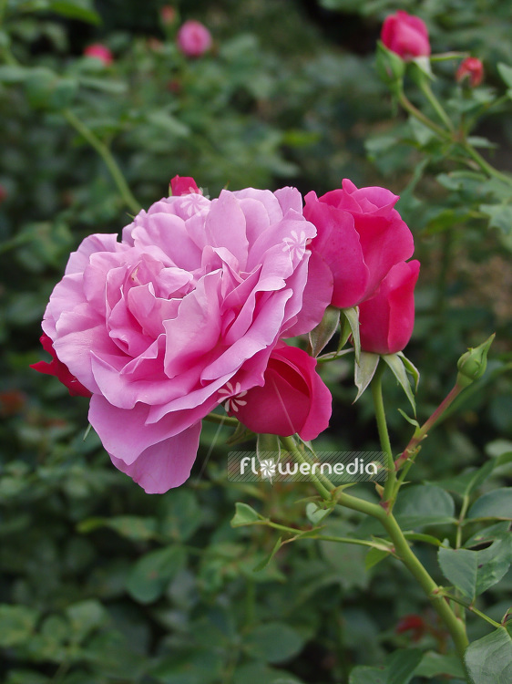 Rosa 'Play Rose' - Rose (101725)