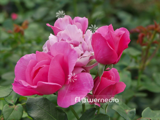 Rosa 'Play Rose' - Rose (101726)