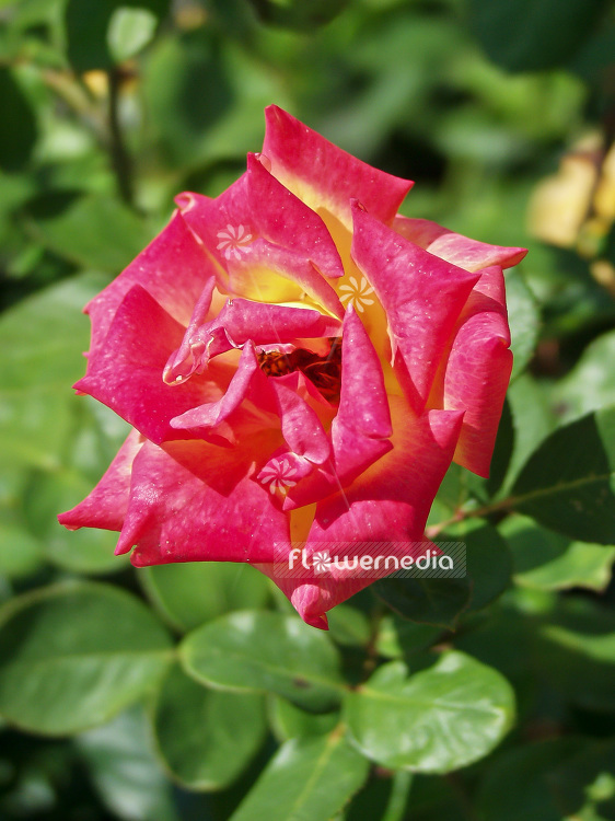 Rosa 'Red Gold' - Rose (101730)