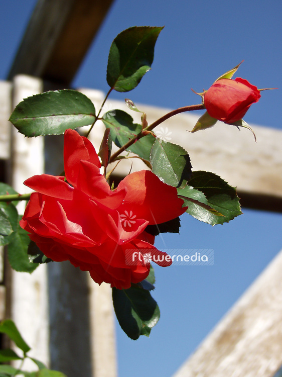 Rosa 'Salita' - Rambler rose (101732)